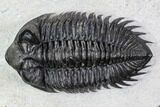 Coltraneia Trilobite Fossil - Huge Faceted Eyes #107059-2